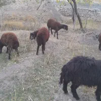 گوسفند بره به قیمت مناسب|حیوانات مزرعه|اسکو, |دیوار