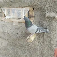 سبز سرو نوک دار|پرنده|کرمانشاه, |دیوار