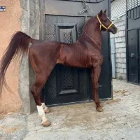 پهلوان پسری از سبلان قدیری