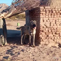 دو عدد دیونه ب فروش میرس|سگ|قائن, |دیوار