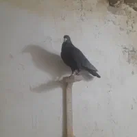 کبوتر نر