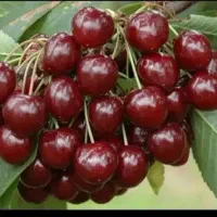 نژاد های اصیل و پیوندی انواع نهال میوه و غیر میوه