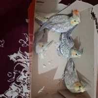جوجه عروس|پرنده|قم, انصار‌الحسین|دیوار