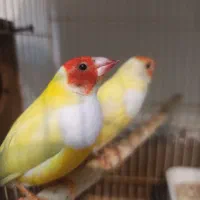 فنچ گلدین نر