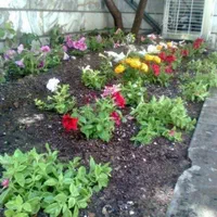 انجام خدمات باغبانی درختکاری کاشت گل