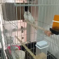 طوطی عروس هلندی جفت مولد