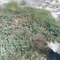 مشارکت زمین کشاورزی