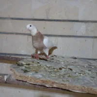 ماده طوقی|پرنده|ایذه, |دیوار