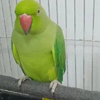 طوطی ملنگوی دوساله فروش فوری|پرنده|اردبیل, |دیوار