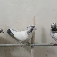 ماده کله دم سبزپرشی پاکستانی