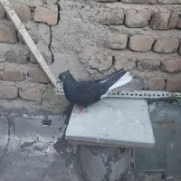 کبوتر ماده دم سفید