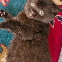 واگذاری گربه