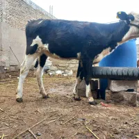 بچر سمینتال