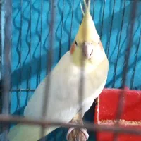 عروس هلندی نرپ