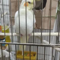 عروس هلندی