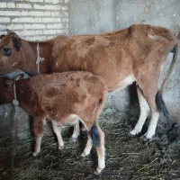 گاو با گوساله