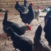 مرغ عربی تخم گذار حمیدیه|حیوانات مزرعه|اهواز, آسیاباد|دیوار