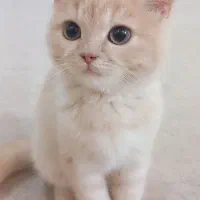 گربه|گربه|یزد, |دیوار