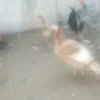 بوقلمون جوان وسالم