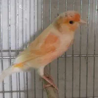 انواع قناری|پرنده|مرودشت, ابوذر شمالی|دیوار