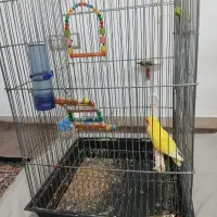 فروش طوطی برزیلی