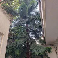 کاج مطبق