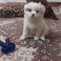 سگ عروسکی|سگ|قم, پردیسان|دیوار