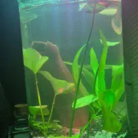 تنگ پلنت برای میگو|ماهی|ملایر, |دیوار