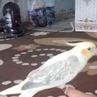۲عروس هلندی گمشدن