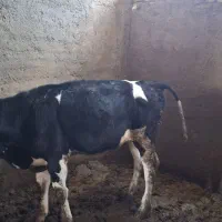 گوساله نر هلشتاین