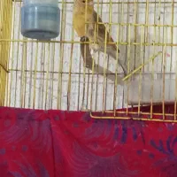 ماده قناری قناری