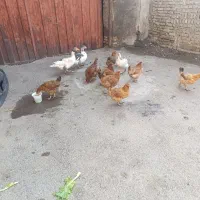 مرغ و غاز ارگانیک