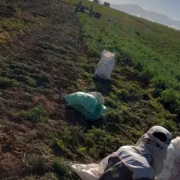 چن تا دوست برای سیب جمع کردن