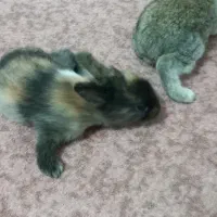 بچه خرگوش میکس خوش رنگ و چشم اشکی|موش و خرگوش|گرگان, |دیوار