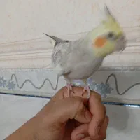 عروس هلندی جفت مولد