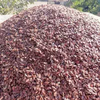 تخمه هندوانه ژاپنی