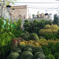 فروش وکاشت گل وگیاه درسراسرتهرانپارس پذیرفته میشود