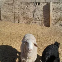 قوچ ایلدوفرانسه