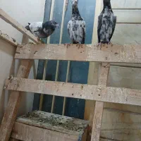 فروش جوجه‌های پاکستانی تیدی