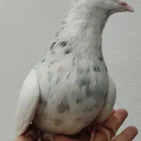 6 تا طوقی  نر خوب  دونه 375