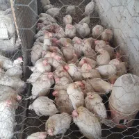 مرغ ماشینی ۱۳۰