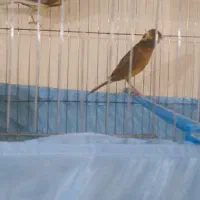 قناری|پرنده|قزوین, |دیوار