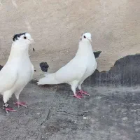 سیاه پشت گل پنبه ای