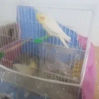 یک جفت عروس هلندی لتینو نروماده سالم|پرنده|چناران, |دیوار