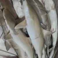 ماهی ومیگو|خوردنی و آشامیدنی|جهرم, |دیوار