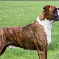 سگ باکسر پیدا شده