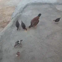 مرغ وجوجه لاری