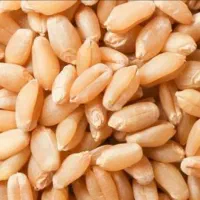 فروش گندم پیشگام بوجاری شده