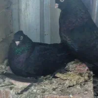 کبوتر|پرنده|بم, |دیوار