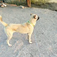 سگ کانگال نر ۷ماه اصل|سگ|مهاباد (آذربایجان غربی), |دیوار